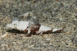 ナメラオニゴチ