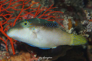 モンキキンチャクフグ