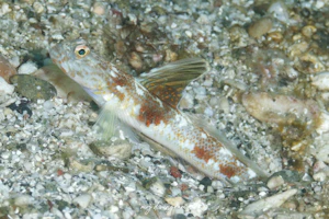 オニハゼ属の1種-4