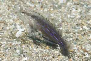 ホシハゼ属の1種