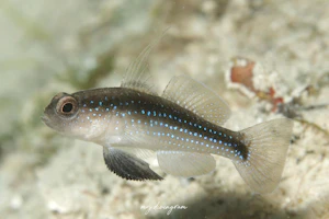 ヤノウキホシハゼ