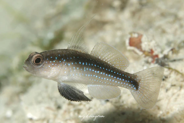 ヤノウキホシハゼ