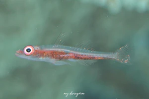 ヒトミシリハゼ