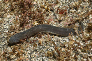 バケミミズハゼ