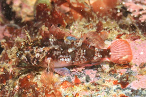 アカマダラフサカサゴ