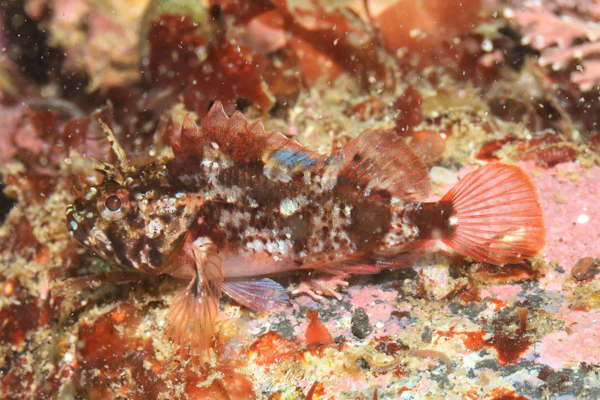 アカマダラフサカサゴ