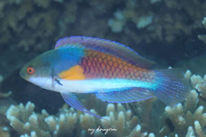 クロヘリイトヒキベラ近似種