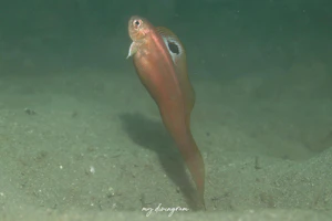 インドアカタチ