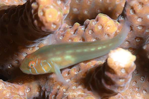 アワイロコバンハゼ近似種