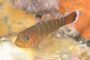 コクテンベンケイハゼ