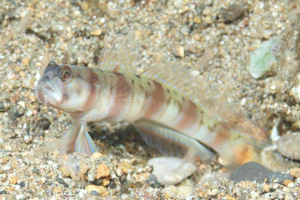 ダテハゼ属の1種-4