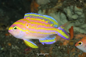 キシマハナダイ