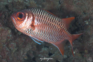 セグロマツカサ