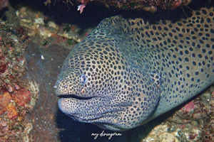 ニセゴイシウツボ