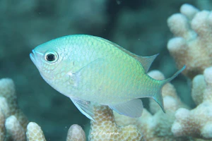 デバスズメダイ