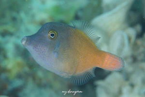 ヌリワケカワハギ