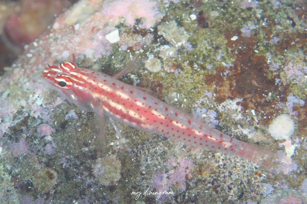 コジカイソハゼ