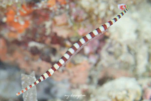 オイランヨウジ