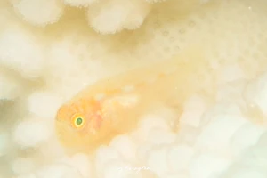 ダルマハゼ属の1種