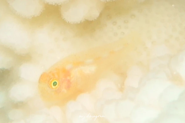 ダルマハゼ属の1種