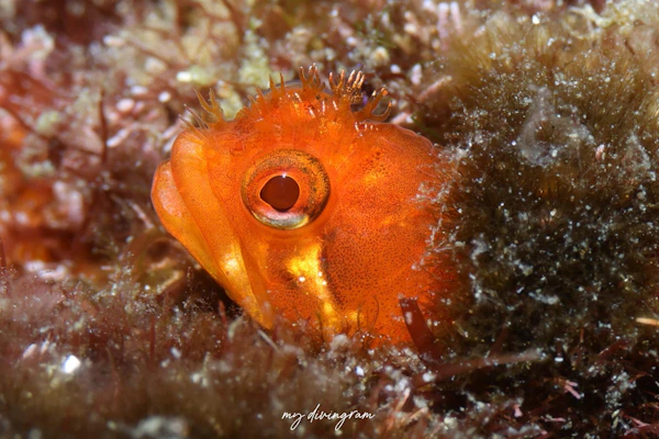 ハダカコケギンポ