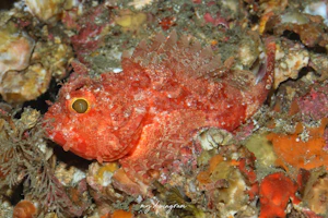 クレナイフサカサゴ