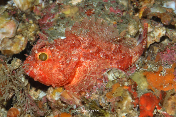 クレナイフサカサゴ