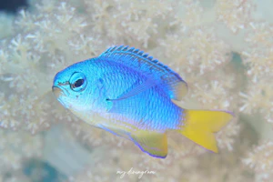 ソラスズメダイ