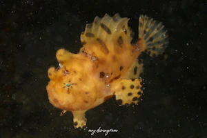 カエルアンコウ