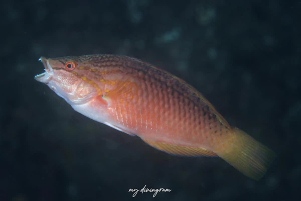 アカササノハベラ