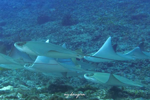 ウシバナトビエイ