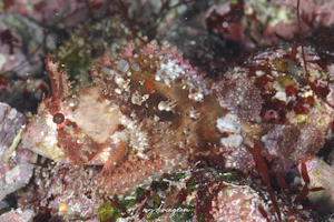 ネッタイフサカサゴ