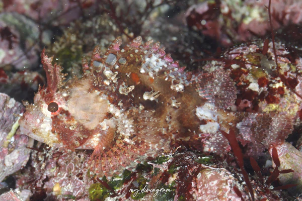 ネッタイフサカサゴ