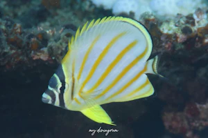 ハナグロチョウチョウウオ