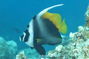 シマハタタテダイ