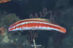 アマナミヤビベラ