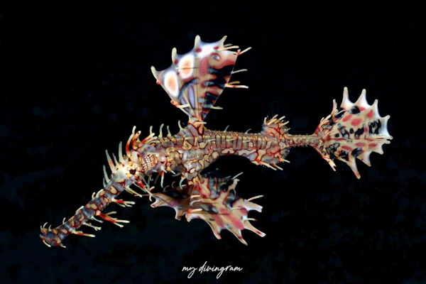 ニシキフウライウオ