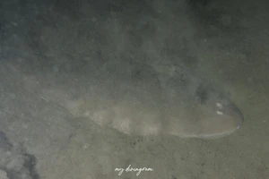 オオシタビラメ