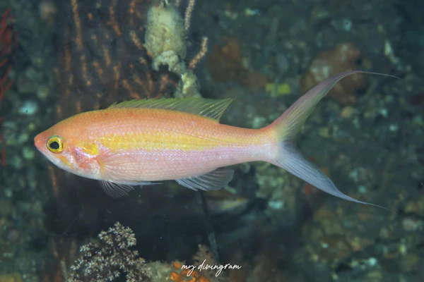 カワリハナダイ