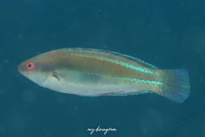 イトヒキベラ近似種