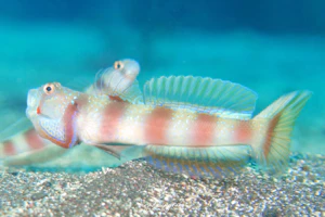 ミナミダテハゼ