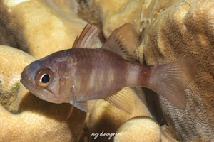 バンダイシモチ