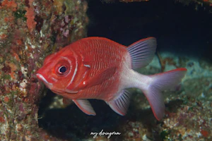 クラカケエビス