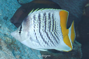 ベニオチョウチョウウオ