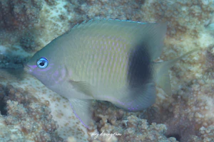 ルリメイシガキスズメダイ