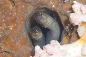 ウツボ属の1種-2