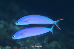 フジイロサンゴアマダイ