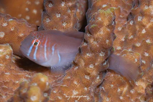 コバンハゼ属の1種-7