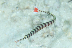 カスミオイランヨウジ