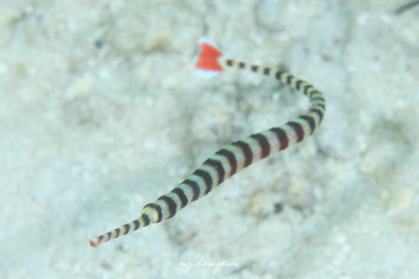 カスミオイランヨウジ